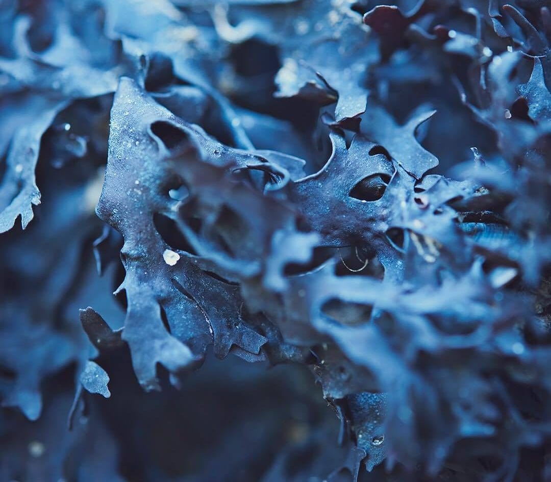phytomer