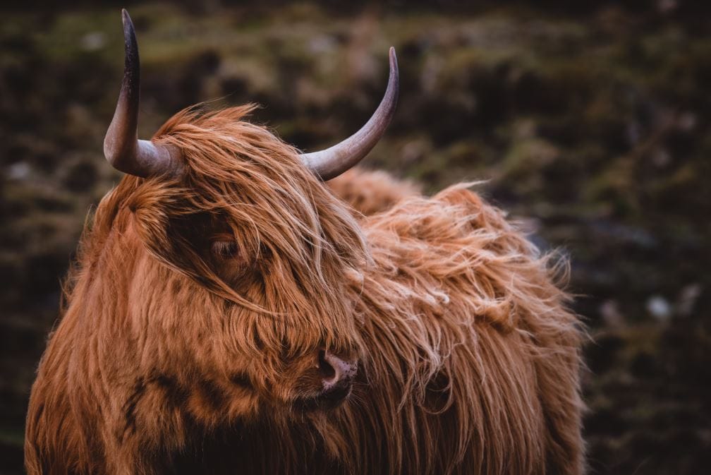 highlandcows